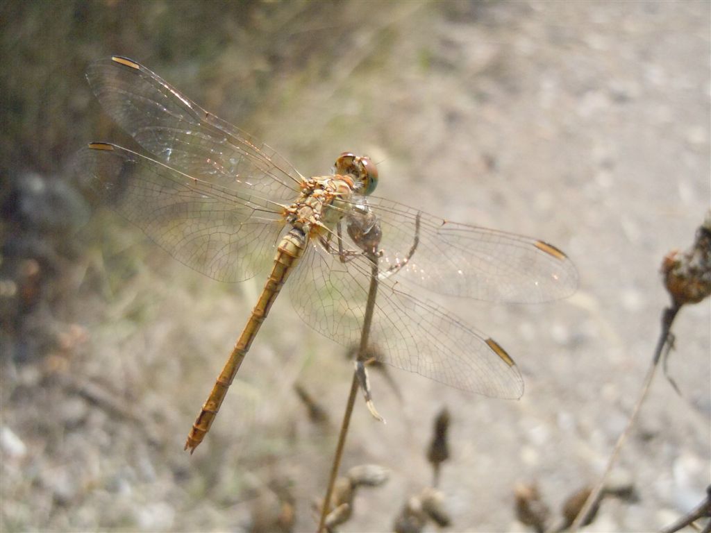 Sympetrum?